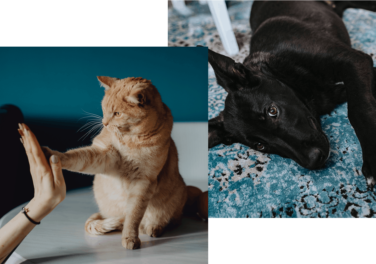 Chat et chien accompagnés