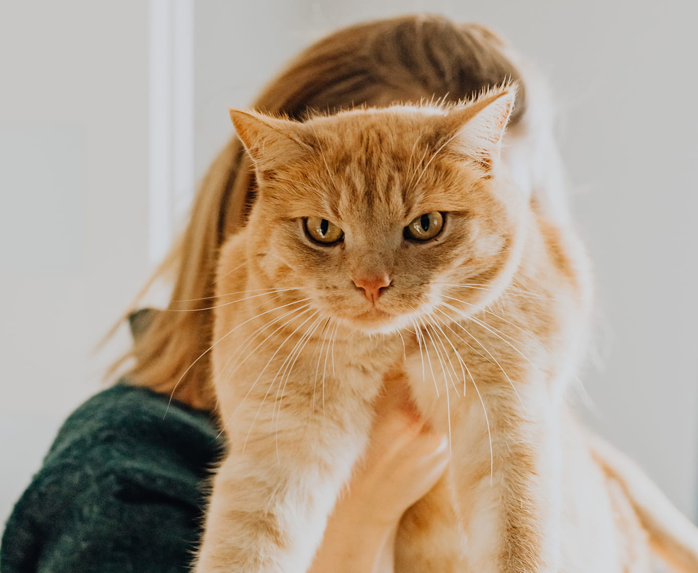 Chat roux
