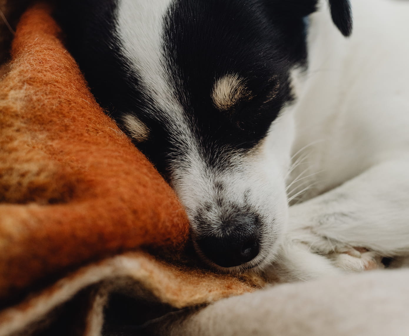 Chien endormi